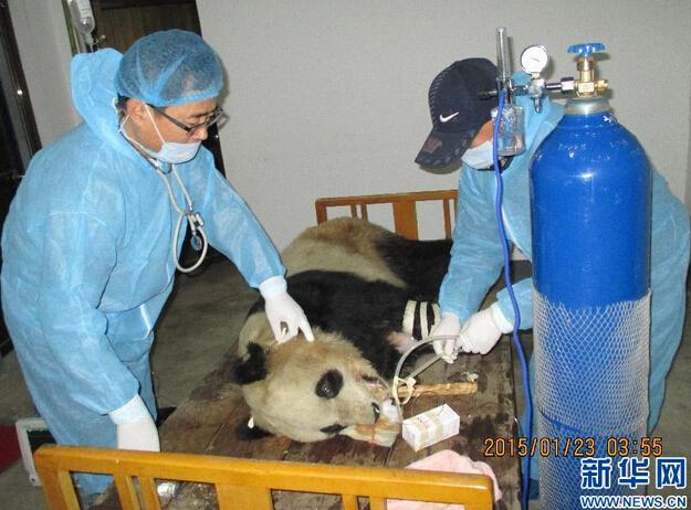 陕西大熊猫感染犬瘟热:3只大熊猫已经死亡\/图