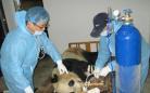 陕西大熊猫感染犬瘟热：3只大熊猫已经死亡/图