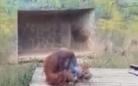 红毛猩猩抽烟 涉事扔香烟游客或将被罚 
