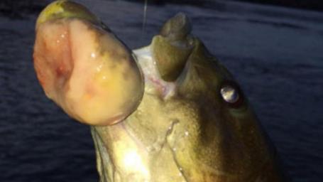 美一鲈鱼长出恶性肿瘤 或因河水生态遭破坏
