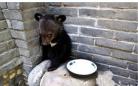 西安村民捡到小黑熊 喝奶爬窗萌萌哒