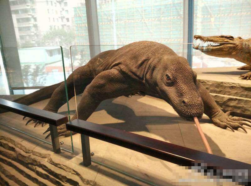 上海自然博物馆开馆不到1月 海星被游客乱摸致死(图)