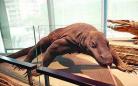 上海自然博物馆巨蜥模型爪子被游客弄断