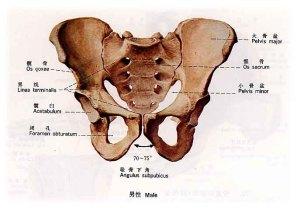 文章内容 引起男性耻骨痛的原因 男人的耻辱是什么?