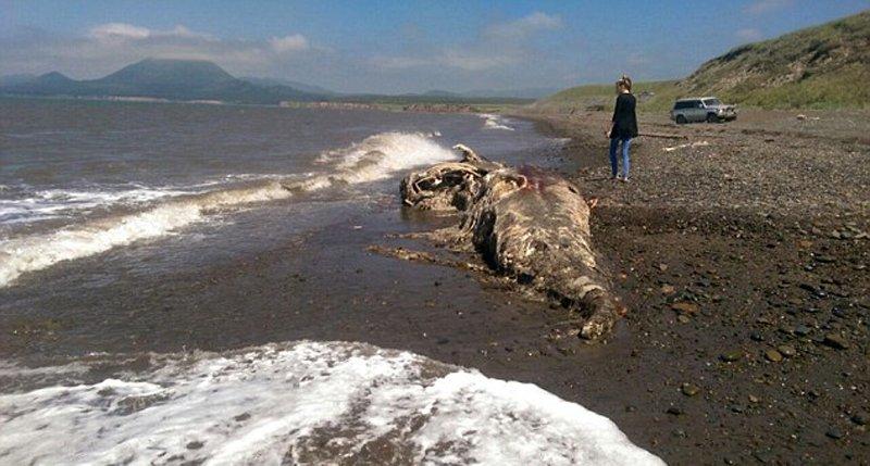 俄罗斯海滩惊现史前怪兽尸体 疑似某种大号海豚
