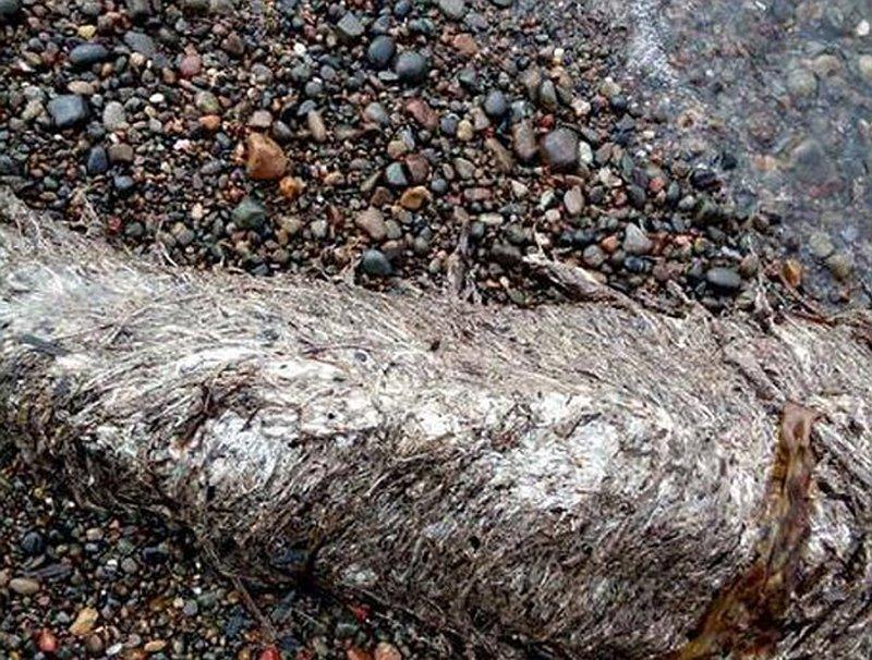 俄罗斯海滩惊现史前怪兽尸体 疑似某种大号海豚