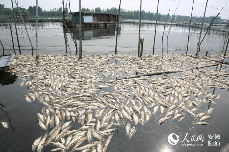 安徽：五河县两大湖泊遭受污染 超万吨鱼虾蟹死亡
