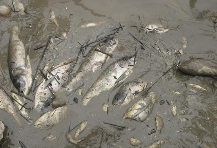 广西隆安:水库漂浮5万斤死鱼 养殖户疑有人投毒