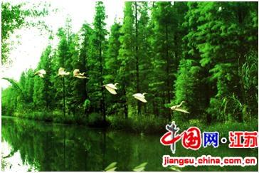 华东地区最大的人工生态林：金湖水上森林公园 