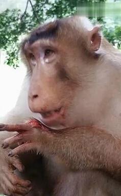 猴子讨食遭炸掉手指游客大笑 猴子表情沮丧眼神让人心疼