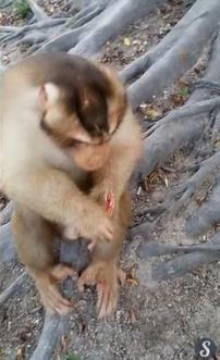 猴子讨食遭炸掉手指游客大笑 猴子表情沮丧眼神让人心疼