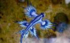 澳海滩现奇特生物 科学家解释蓝色生物为大西洋海神海蛞蝓