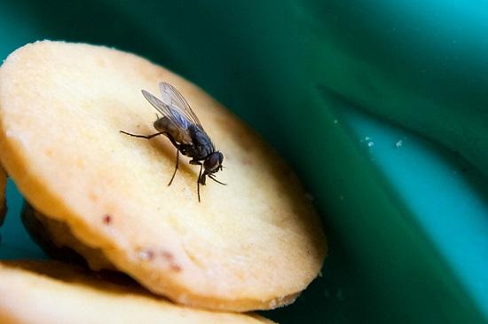 苍蝇碰过的食物还能吃? 科学家说不妨试试