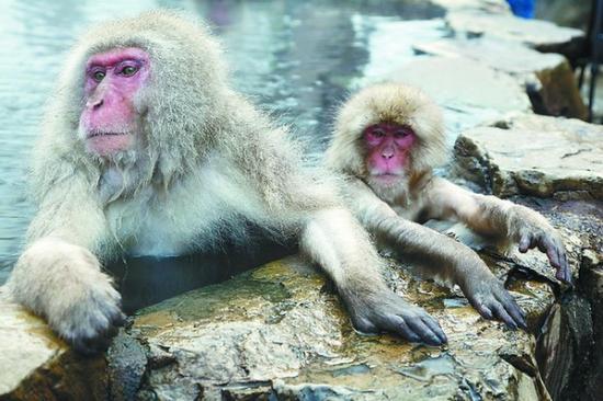 日本人到底有多爱猴?从猴子选美到猴子温泉