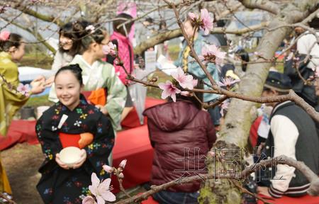 日本山梨县笛吹市迎来今春最早桃花节