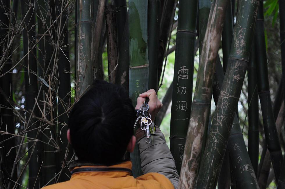 武汉动物园竹子遭游客大面积刻字