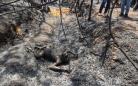 惨不忍睹：印尼发生森林大火猩猩被烧死