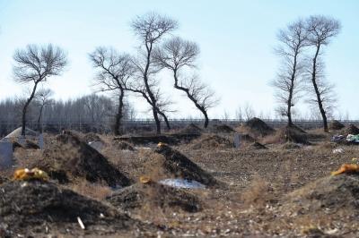 今日头条新闻辽宁一些农村地区占耕地建坟现象抬头(图