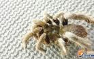 31只巨型毒蜘蛛入境被截获 体长超11厘米