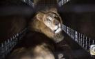 南美33只马戏团狮子获救 搭机回非洲故乡