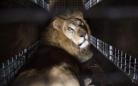 南美33只马戏团狮子获解救回非洲故乡