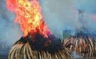 肯尼亚一次性销毁百吨象牙 总统亲手焚烧