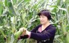 吴江：盛泽原生态玉米也上市 很是受市民的欢迎