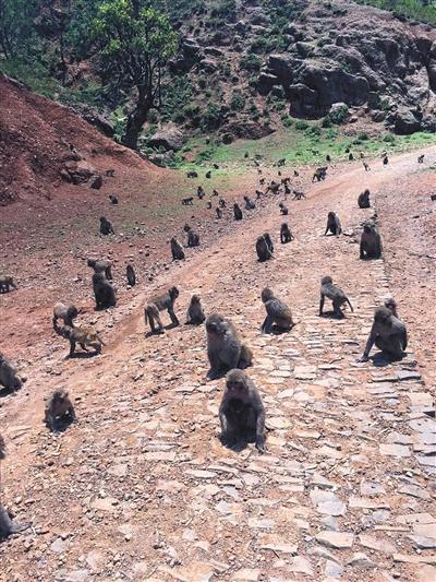 四川村支书引猴入村搞旅游致猴群成灾 常打人抢食