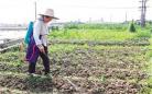 吴江：村民抓紧打理起自留地内种植的多种蔬菜
