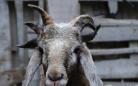 新疆一半岁绵羊长五只犄角引围观 带你见识长相奇异的动物