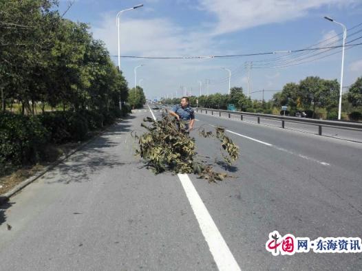 泰州路政员移除336省道路面散落树枝（图）