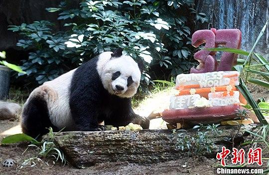 资料图:香港海洋公园大熊猫"佳佳" 中新社发 张宇 摄