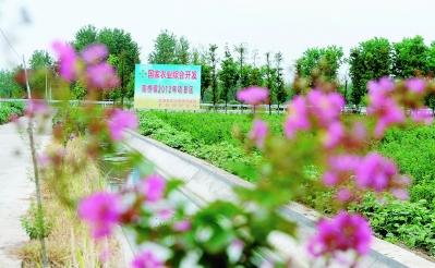 金湖“品牌兴农”实现农业快速转型