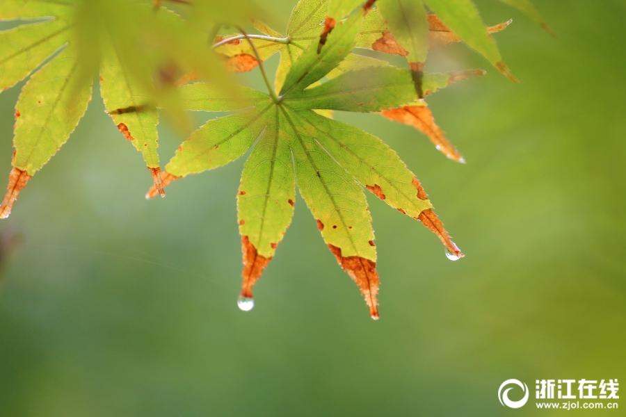 嘉兴：秋分秋雨秋叶黄