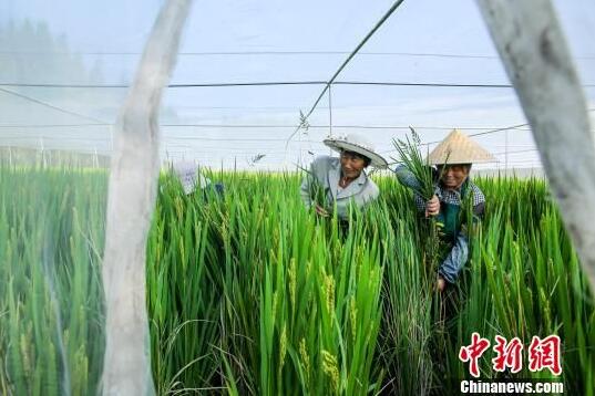 泰州农民追逐“绿色梦”：撑起“蚊帐”种水稻
