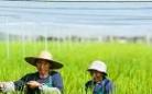 泰州农民追逐“绿色梦”：撑起“蚊帐”种水稻