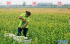 江苏泗洪：发展生态农业 助力“精准扶贫”