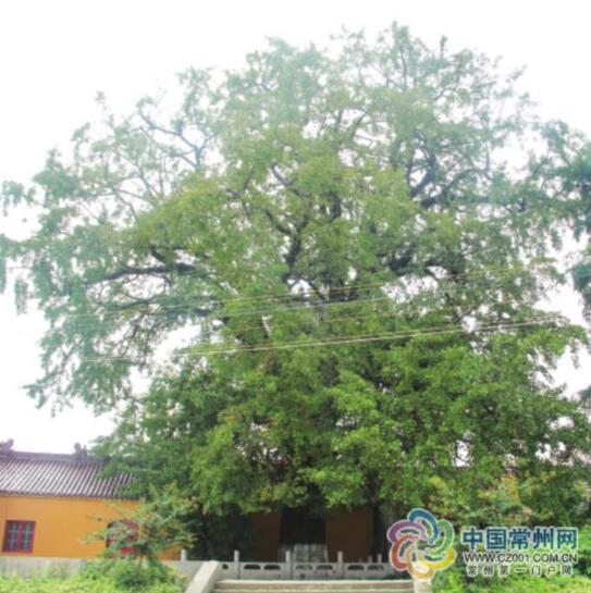常州现有古树名木339株 3棵“树王”都有1000岁