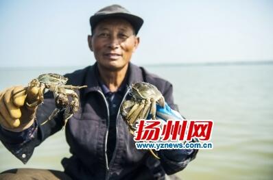 扬州大闸蟹比去年便宜 重阳节吃蟹5年来最实惠