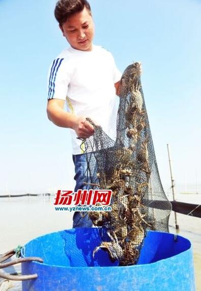 扬州大闸蟹比去年便宜 重阳节吃蟹5年来最实惠