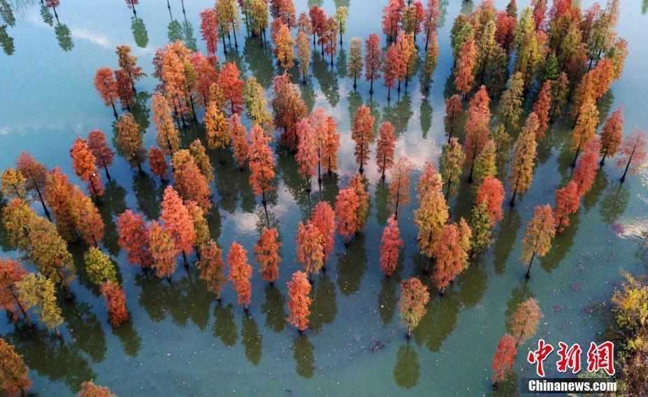 南京郊外千亩水杉林展绝美画卷