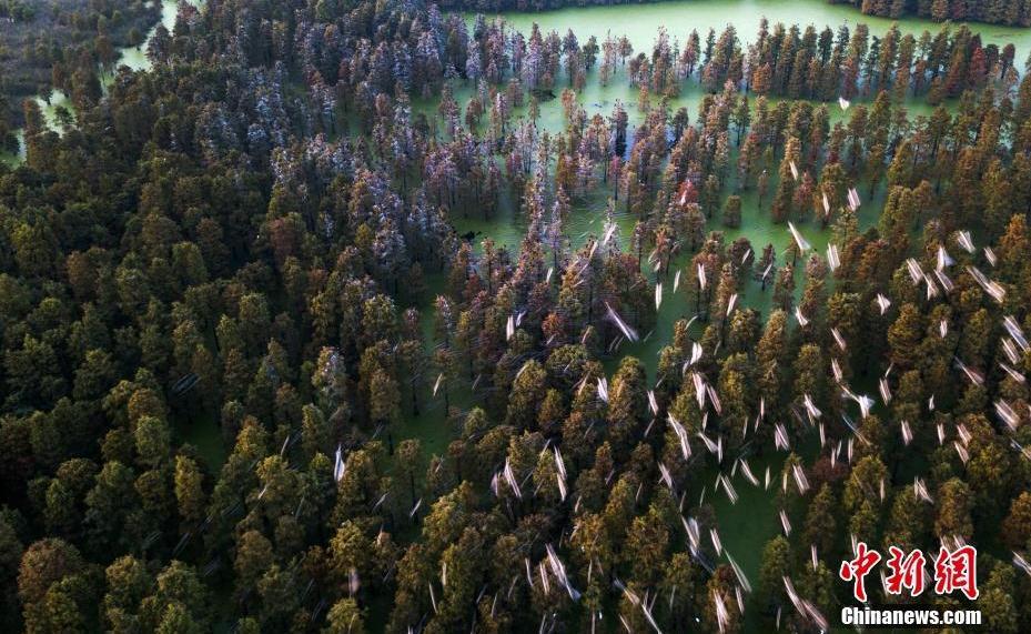 南京郊外千亩水杉林展绝美画卷