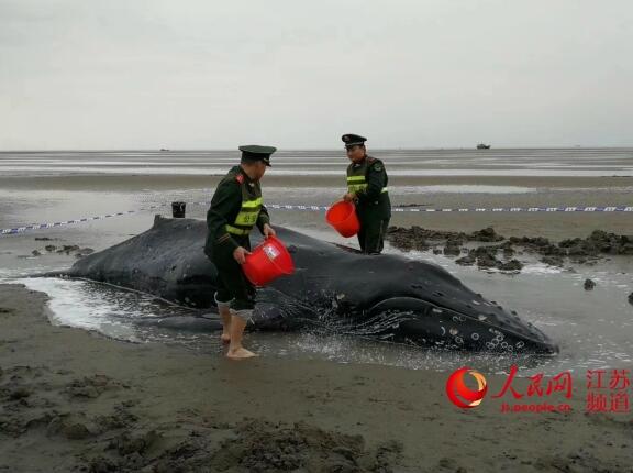 江苏启东一座头鲸搁浅 经5小时救援终返大海