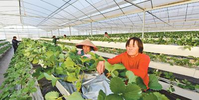 金湖：农业新技术 产业新发展