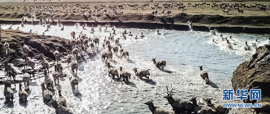 江苏大丰 航拍世界最大麋鹿群“群鹿争渡” 