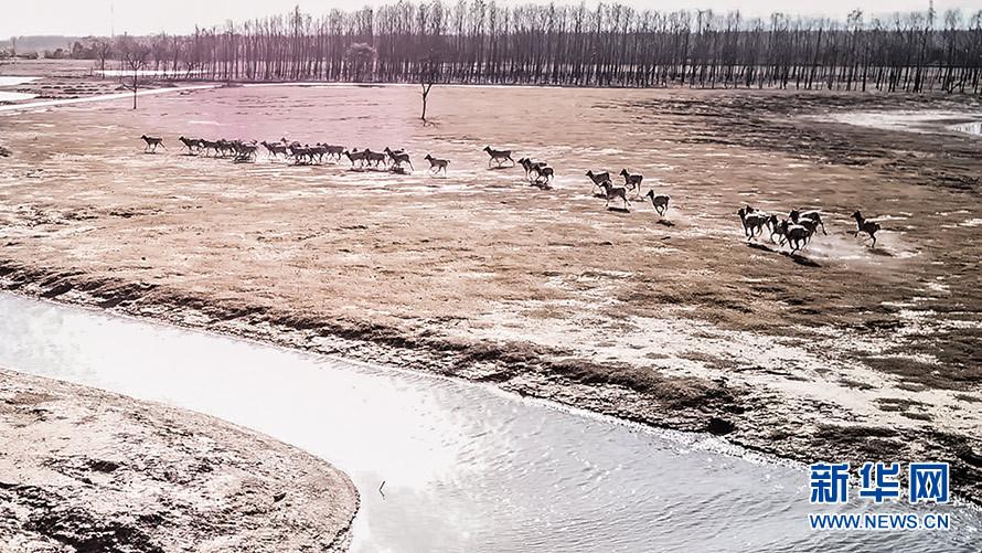 江苏大丰 航拍世界最大麋鹿群“群鹿争渡” 