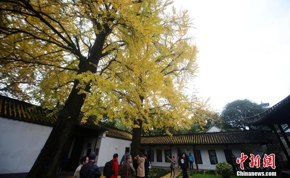 古城扬州百年银杏树身披“黄金甲”