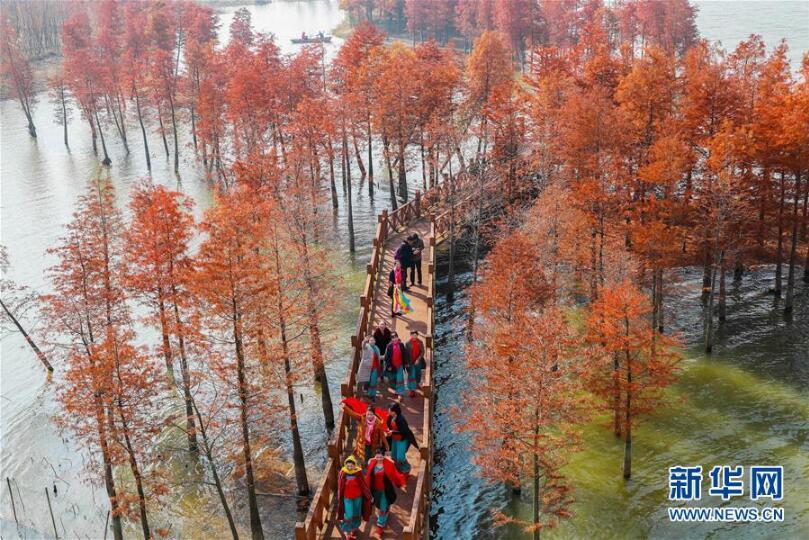 美丽中国丨水上森林画中游