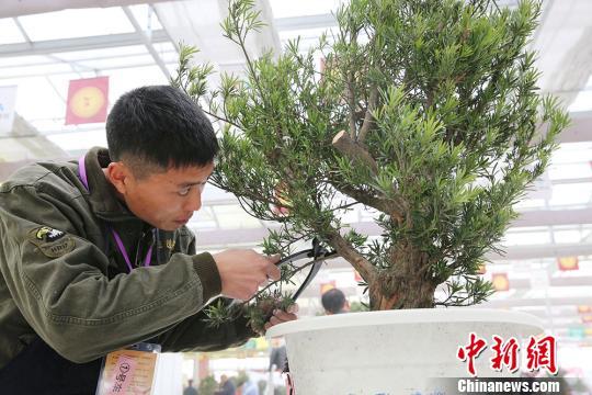 “中国盆景作家国家大赛”开赛 寻中国顶尖盆景工匠
