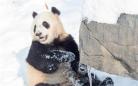 熊猫“戏”雪